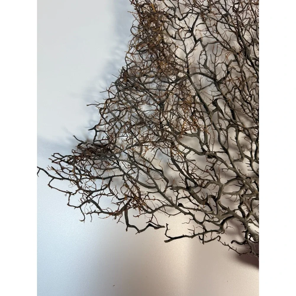 Gorgonia Sea Fan Costal Decor Item Vintage 18